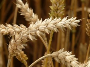 Pšenica podporuje trávenie